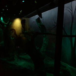 UAE Creatures of the Night 05 (barn owl)