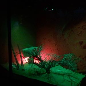 UAE Creatures of the Night 06 (false cobra)