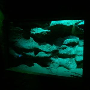 UAE Creatures of the Night 07 (desert hedgehog)