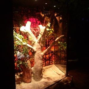 UAE Creatures of the Night 08 (veiled chameleon 01)