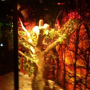 UAE Creatures of the Night 09 (veiled chameleon 02)