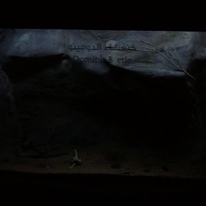 UAE Creatures of the Night