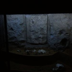 UAE Creatures of the Night