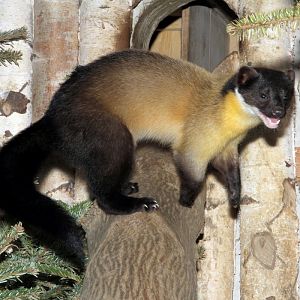 Yellow-throated marten