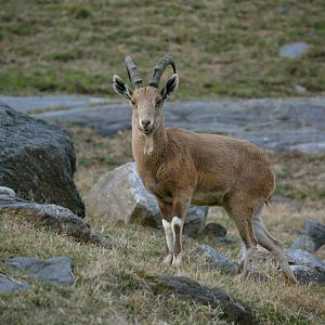 Bronx Zoo- Nubian Ibex