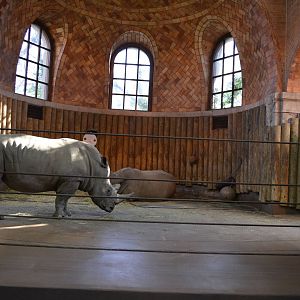 Bronx Zoo- White Rhino Indoor Exhibit