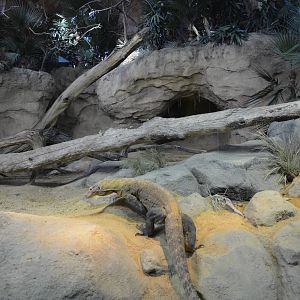 Bronx Zoo- Indoor Komodo Dragon Exhibit