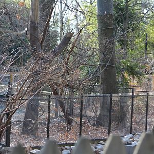 Bronx Zoo- Sneak Peek of Sloth Exhibit