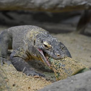 Bronx Zoo- Komodo Dragon eating a Frozen Treat 2