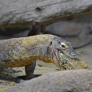 Bronx Zoo- Komodo Dragon eating a Frozen Treat 3