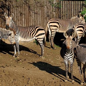 Hartmann?s mountain zebra