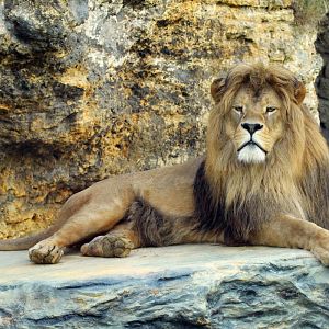 Barbary lion