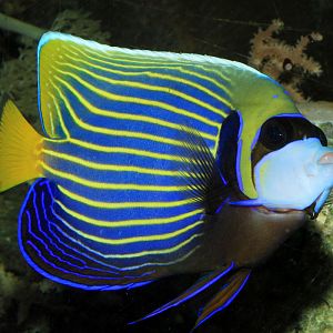 Emperor angelfish
