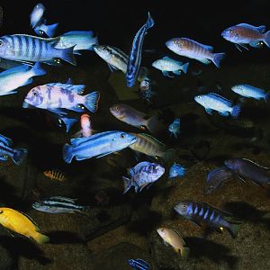 Malawi mbuna cichlids tank