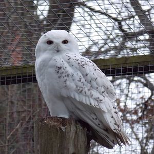 Snowy Owl
