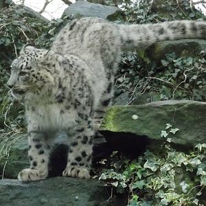 Young snow leopard