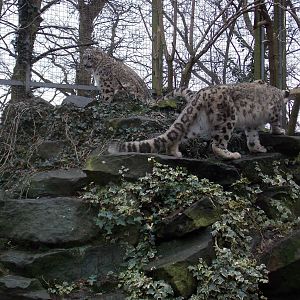 Snow leopards