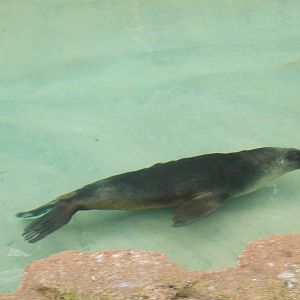 Lonely Patagonian Sea Lion