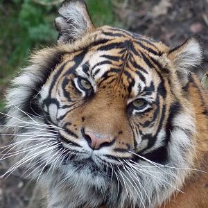 Sumatran tiger, female