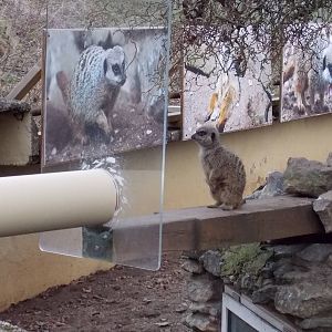 Access to Meerkat house