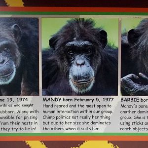 Dudley's chimps