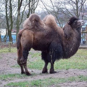 Bactrian Camel
