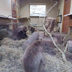 Gelada baboon house
