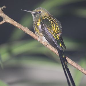 Green-tailed Trainbearer (Lesbia nuna), June 2012