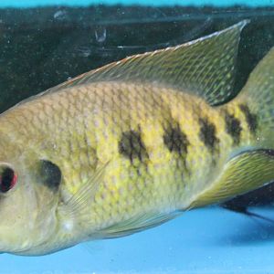 Thysochromis ansorgii