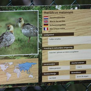 Sign Black-faced ibis ( with failure )