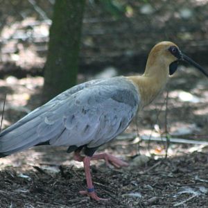 Black-faced ibis