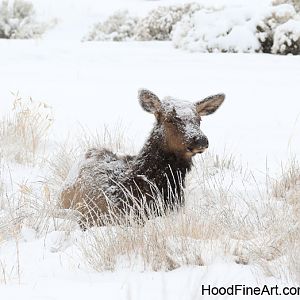 wapiti in snow