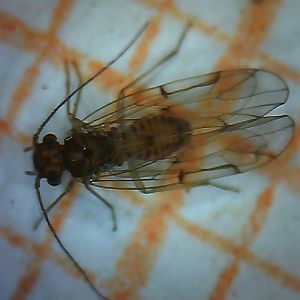 Barklice - Psocoptera ID