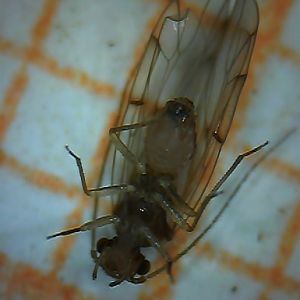 Barklice - Psocoptera ID