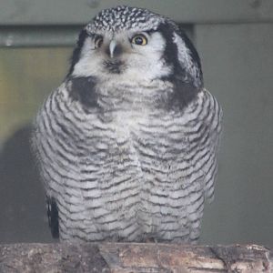 Hawk owl