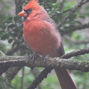 Northern cardinal male