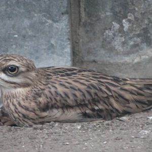 Stone curlew