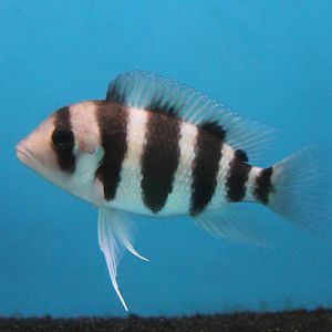 Cyphotilapia frontosa