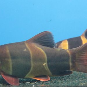 Chromobotia macracanthus