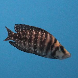 Altolamprologus calvus