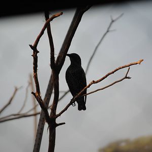 European Starling