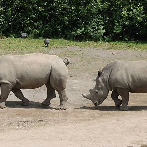 Southern white rhinos