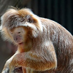 The Javan lutung (Trachypithecus auratus)