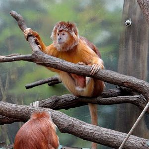 The Javan lutung (Trachypithecus auratus)