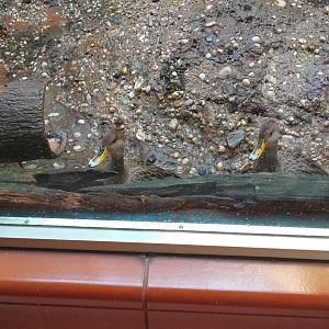 Yellow-billed Pintail at Bronx zoo 2014-12-27