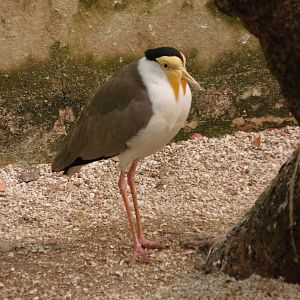 Masked Lapwing at Bronx zoo 2014-12-27