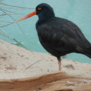 Black Oystercatcher at Bronx zoo 2014-12-27