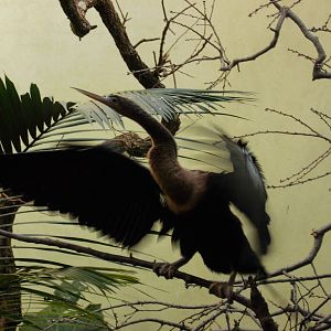 Anhinga at Bronx zoo 2014-12-27