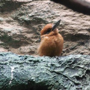 Guam Kingfisher at Bronx zoo 2014-12-27