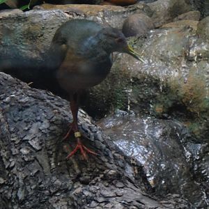 Grey-necked Wood Rail at Bronx zoo 2014-12-27